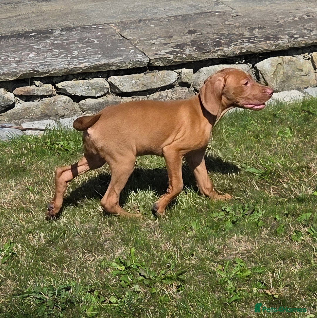 Hungarian Vizsla dogs for sale: One Girl Left-Hungarian Vizsla Pup - Image 11