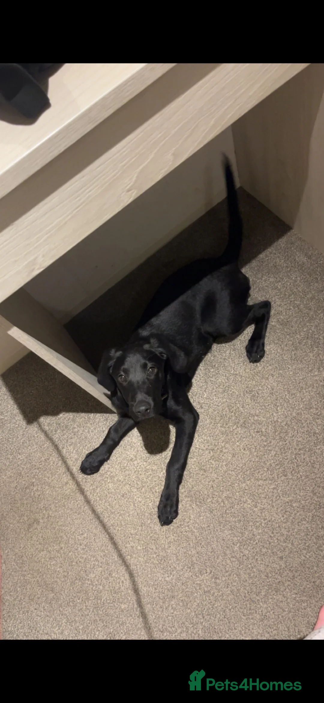 Labrador Retriever dogs for sale: Betty in Telford - Advert 2
