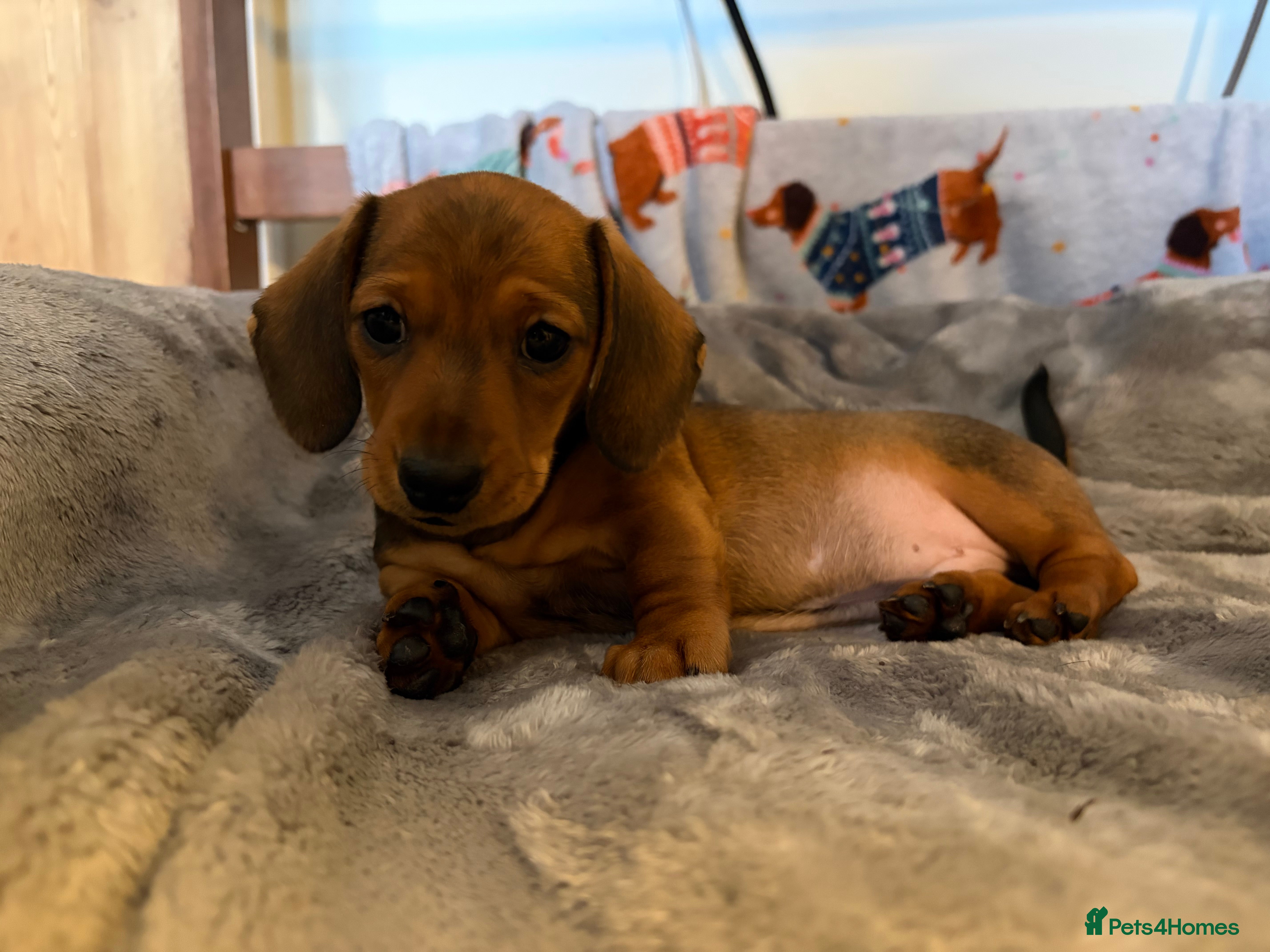 Miniature Dachshund dogs Miniature smooth hair shaded red boy puppy  - Advert 2