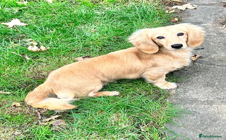 Miniature Dachshund dogs - Advert 4