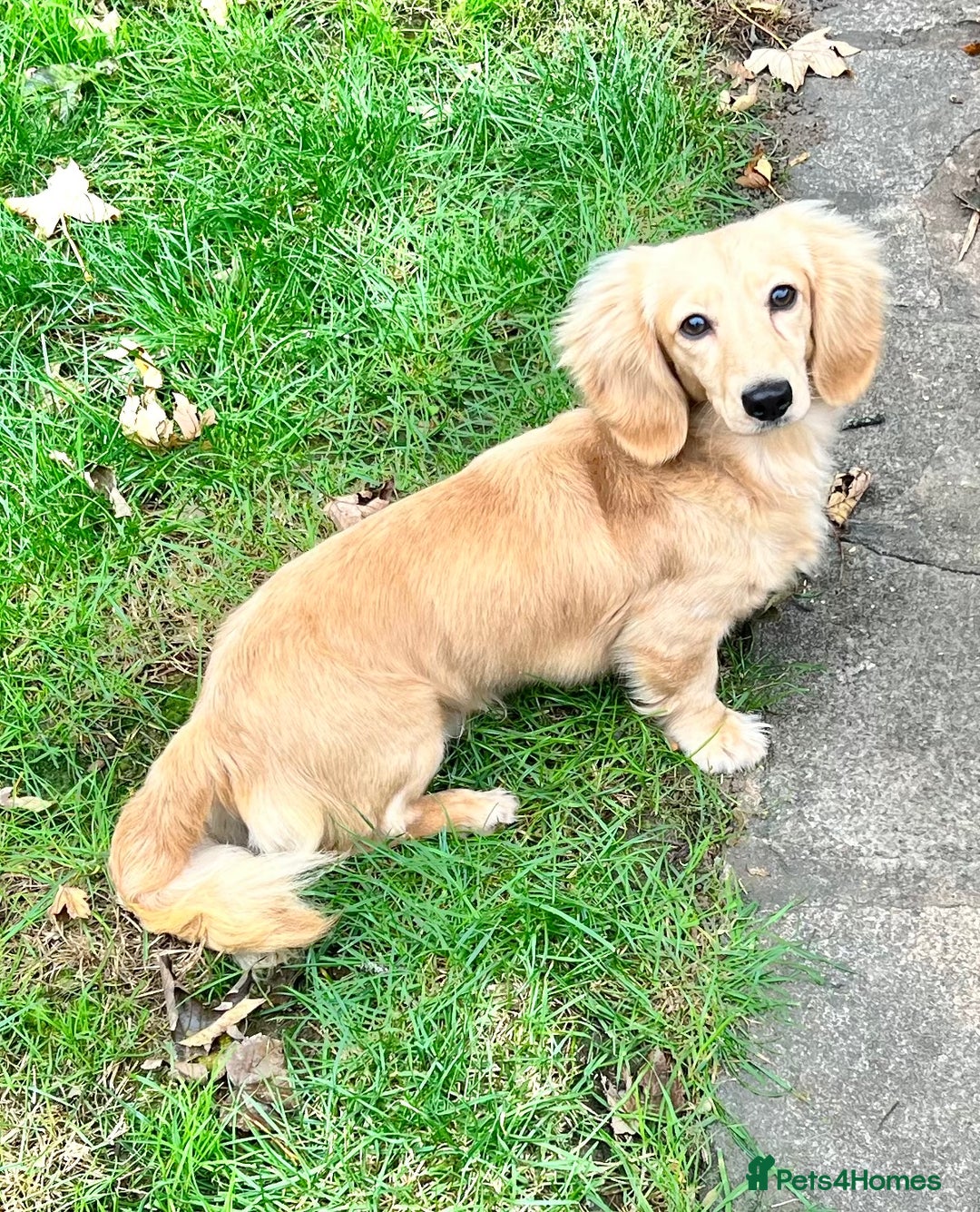 Miniature Dachshund dogs for stud: KC Miniature Dachshund Stud - Advert 1