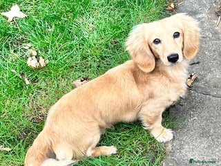 Miniature Dachshund dogs - Advert 9