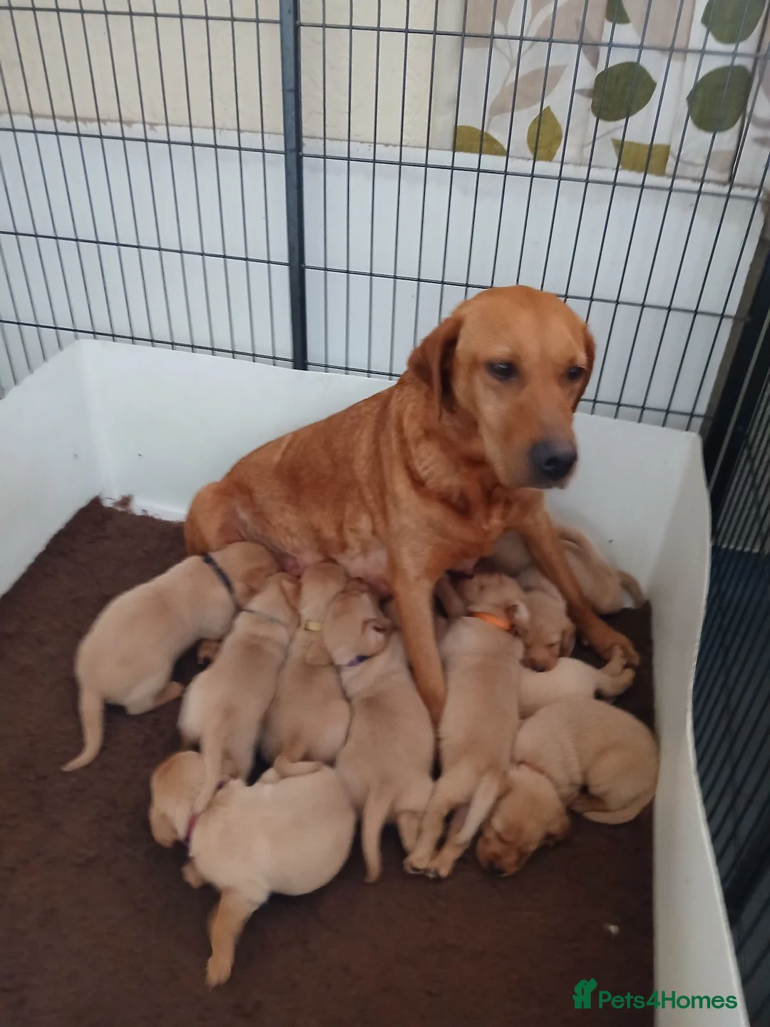 Labrador Retriever dogs for sale: Fox red labrador puppies  - Advert 1
