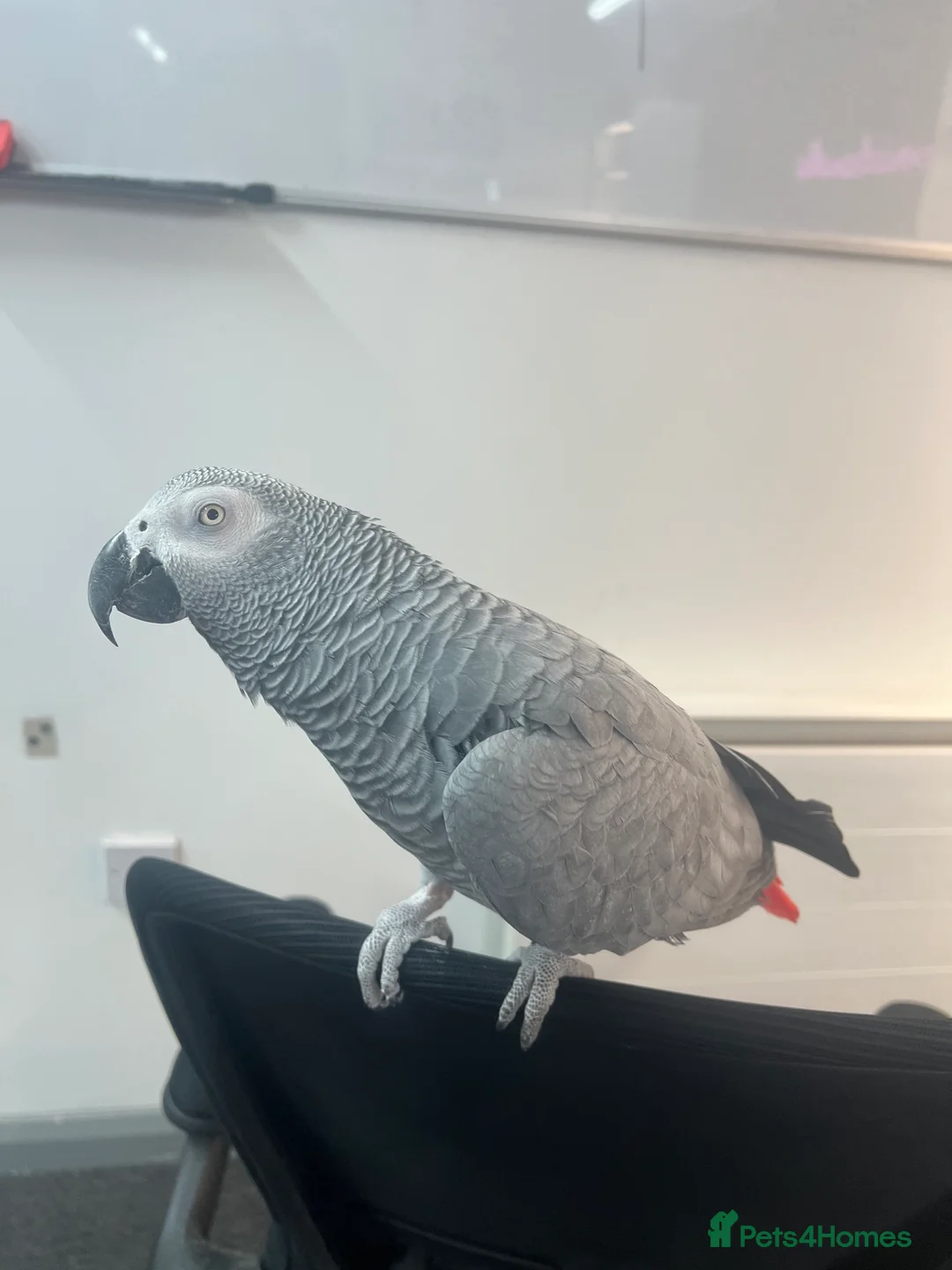 Parrots birds for sale: 10 year old African Grey - Advert 2