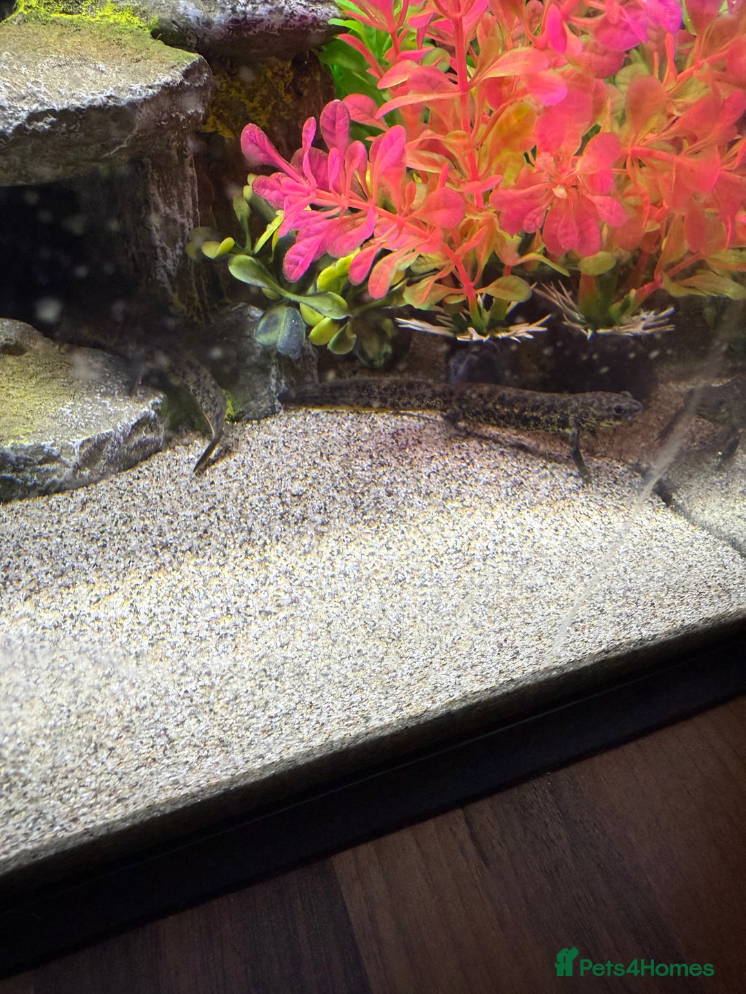 Newt reptiles for sale: 2 Spanish ribbed newts and set up - Image 3