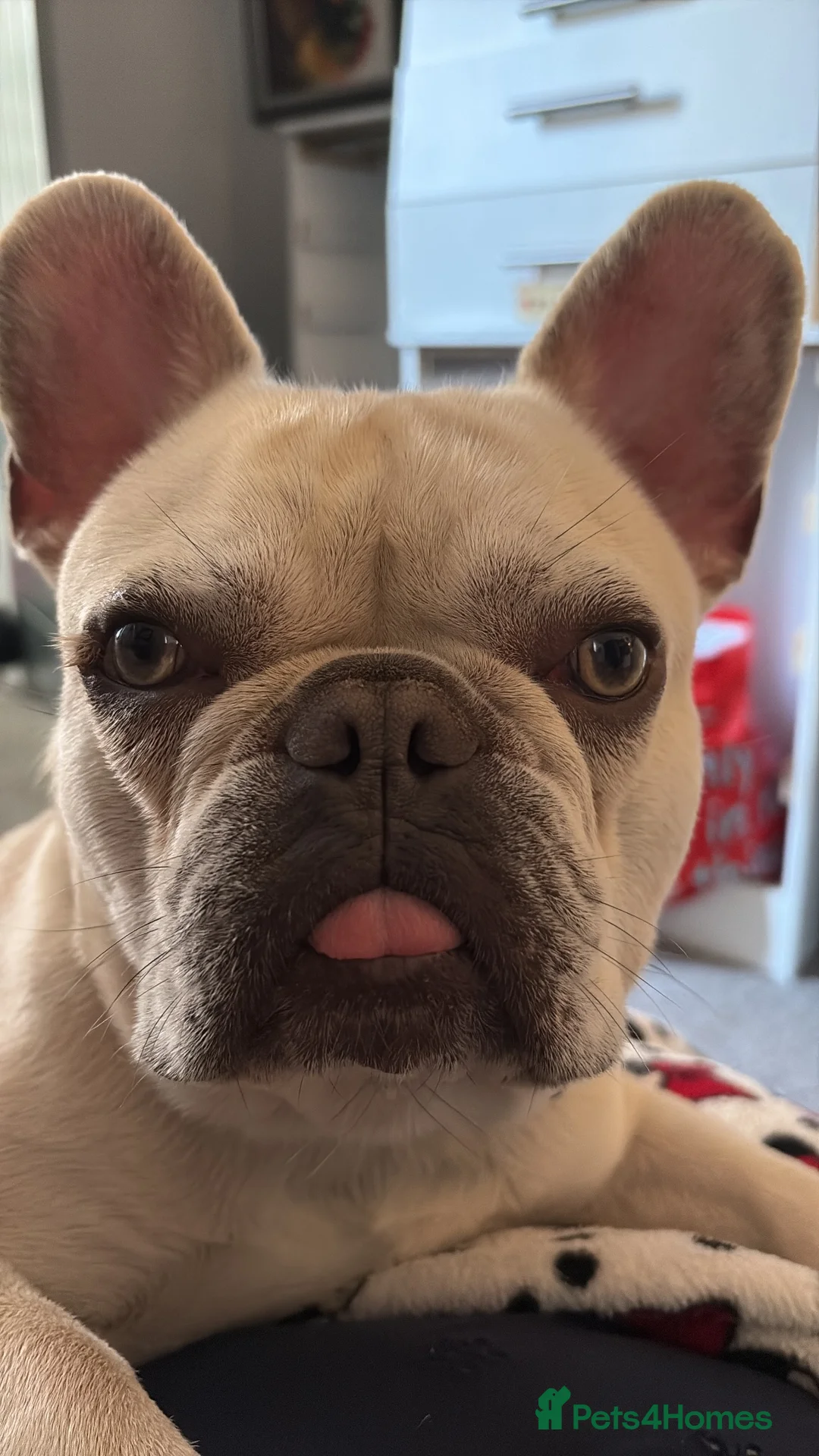 French Bulldog dogs for sale: Cream French bulldog  - Advert 1
