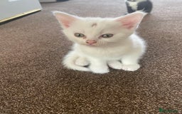 Mixed Breed cats for sale: 2 gorgeous female kittens  - Image 3