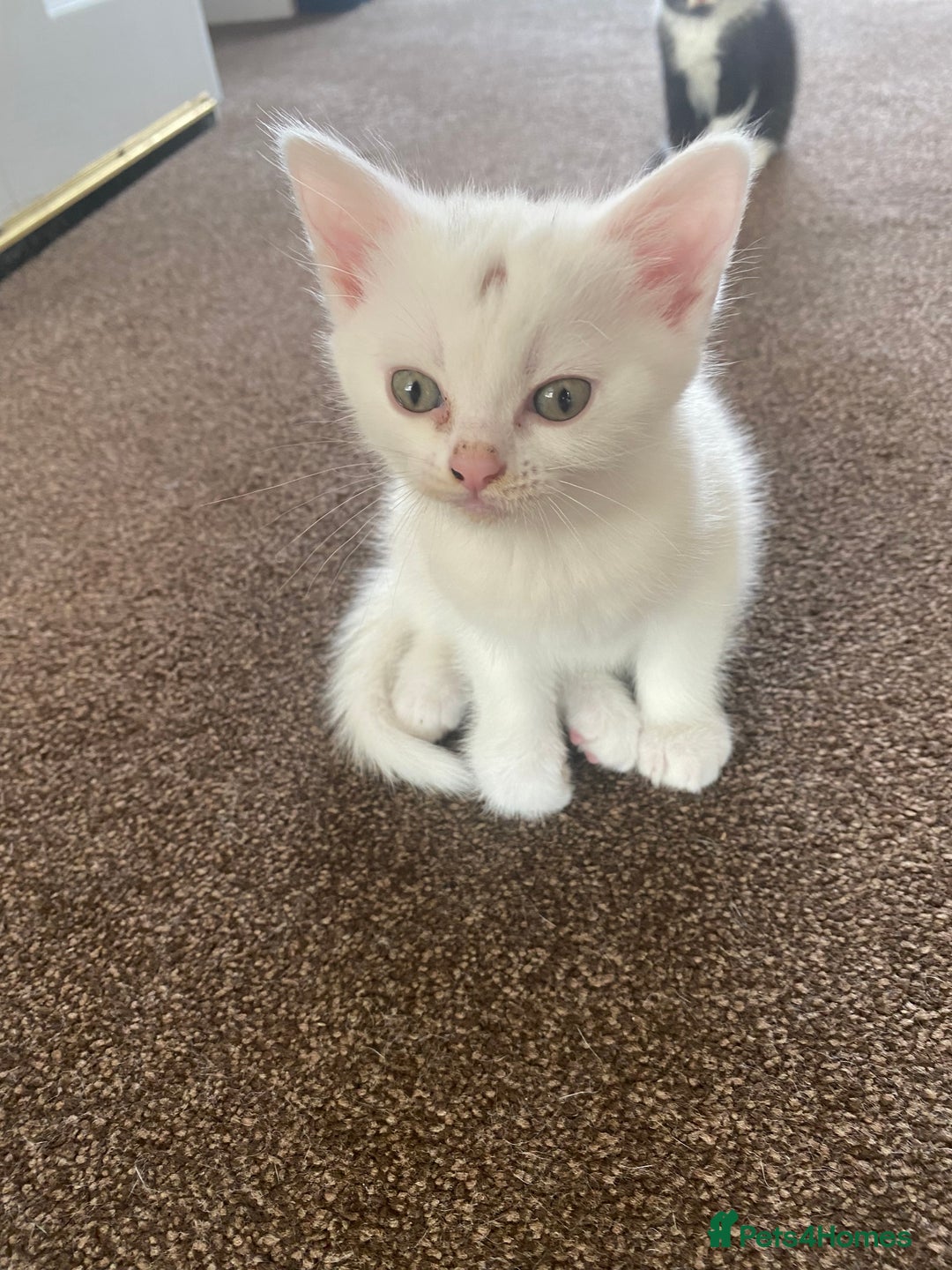 Mixed Breed cats for sale: 2 gorgeous female kittens  - Image 3