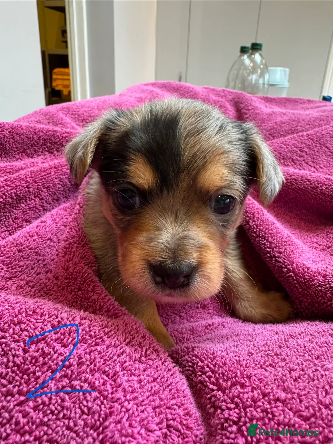 Chorkie dogs for sale: Chorkie Merle puppies ready from 5th March  - Advert 6