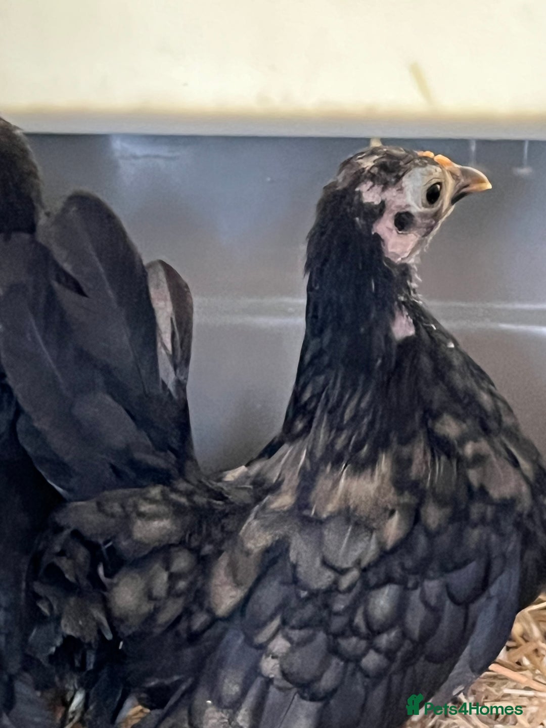 Chickens poultry for sale: Serama chicks from 12 to 24weeks - Advert 2