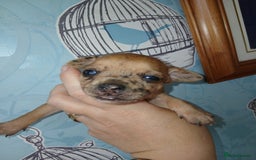 Chihuahua dogs for sale: 4 beautiful merle chihuahuas - Image 7
