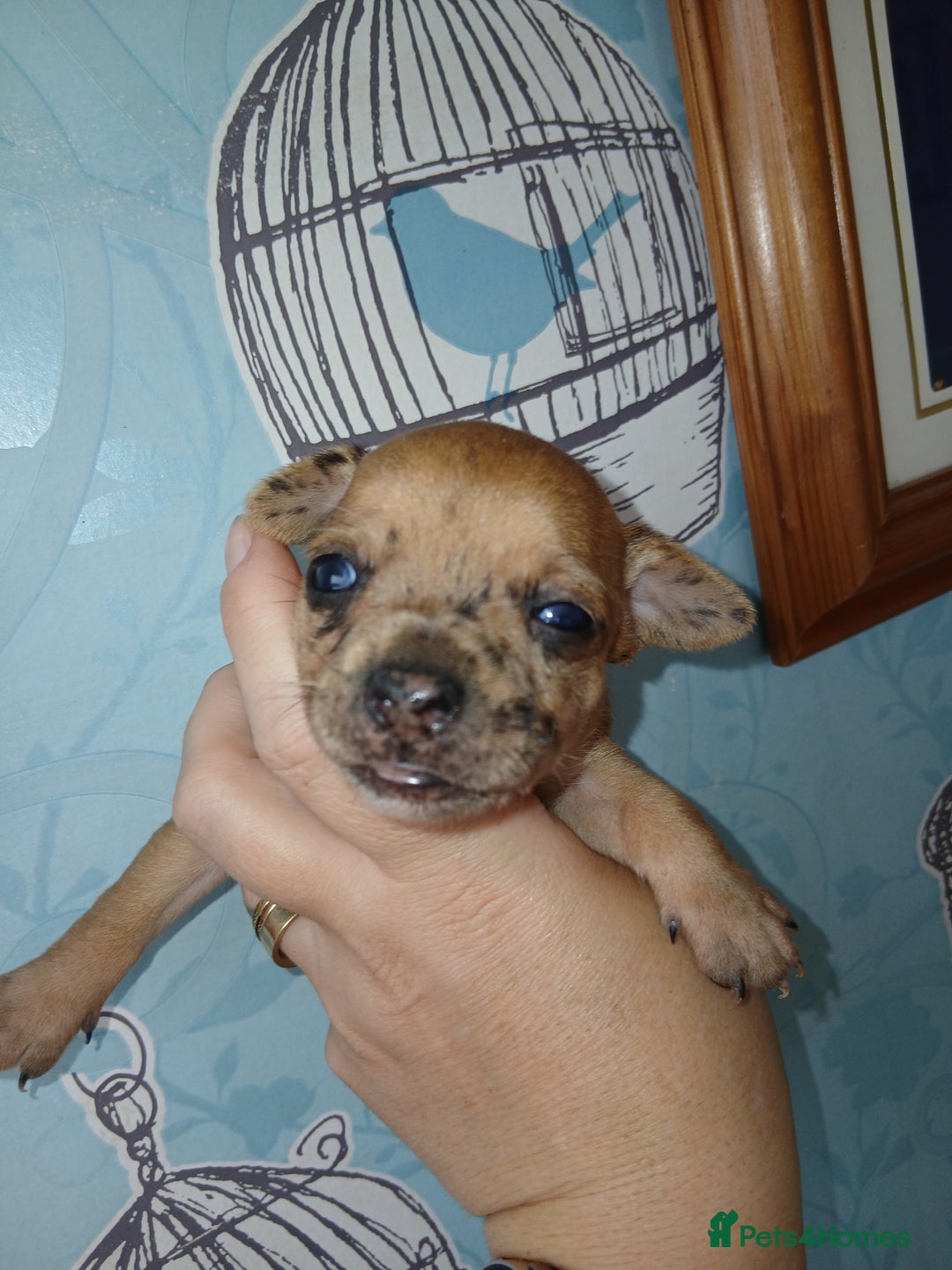 Chihuahua dogs for sale: 4 beautiful merle chihuahuas - Image 7