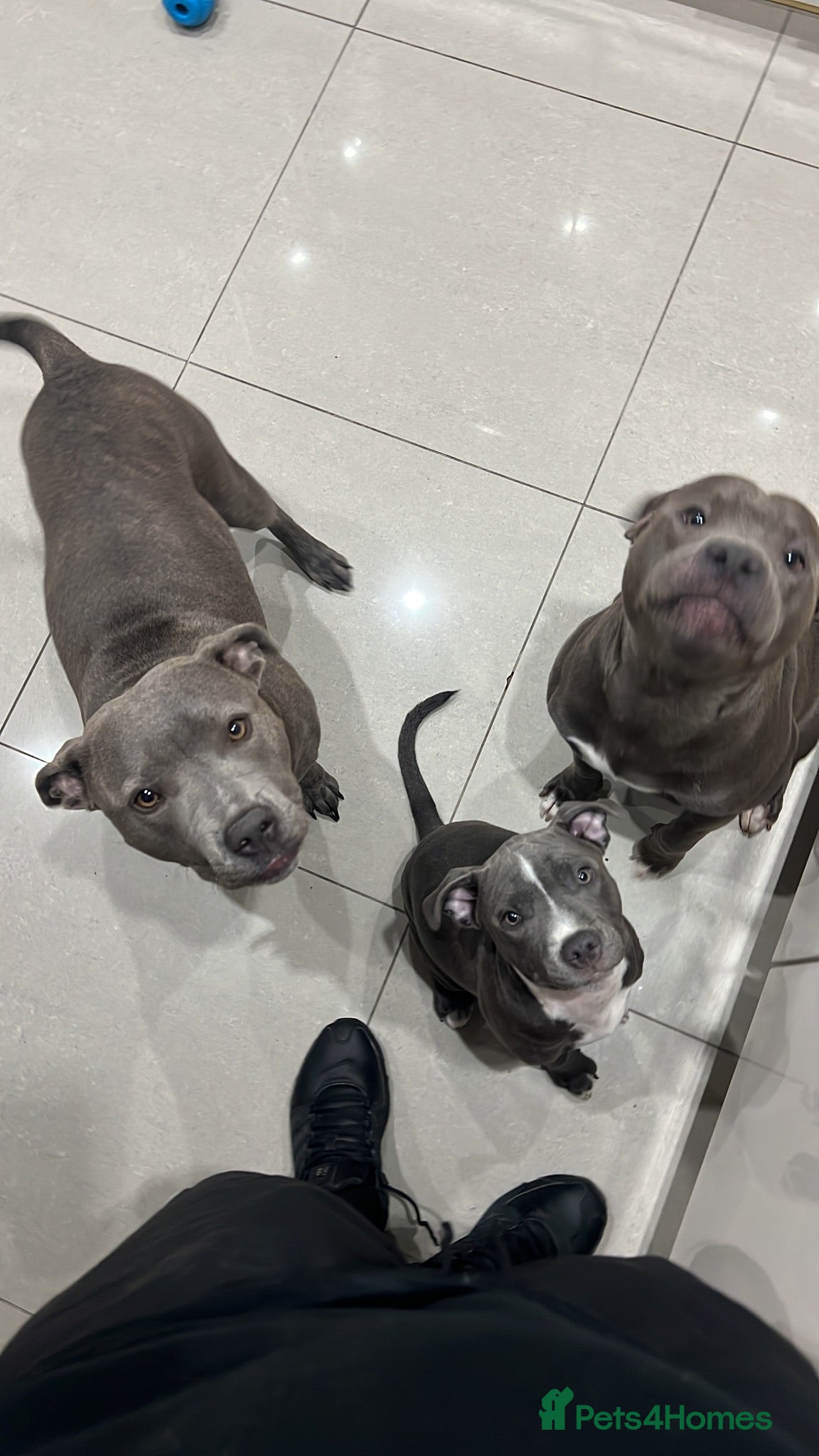 Staffordshire Bull Terrier dogs Blue Staffie 5 month old - Advert 15