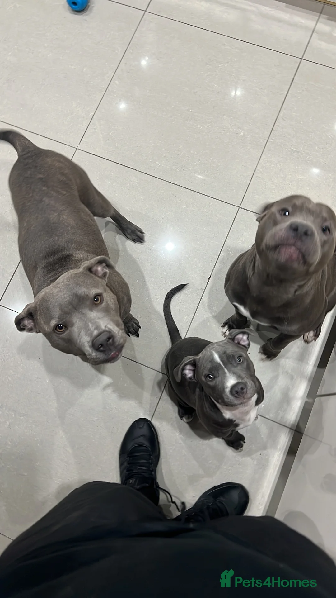 Staffordshire Bull Terrier dogs for sale: Blue Staffie 5 month old - Advert 1