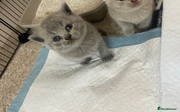 British Shorthair cats for sale: British short hair kittens - Image 2