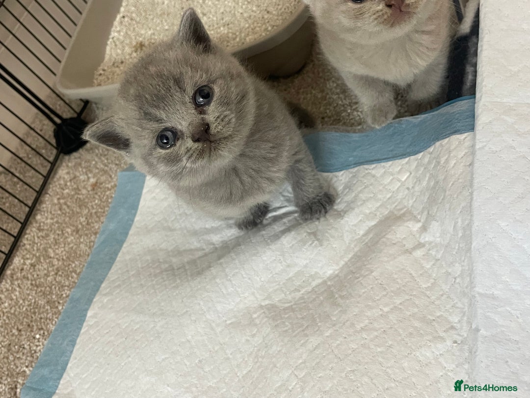 British Shorthair cats for sale: British short hair kittens - Image 2