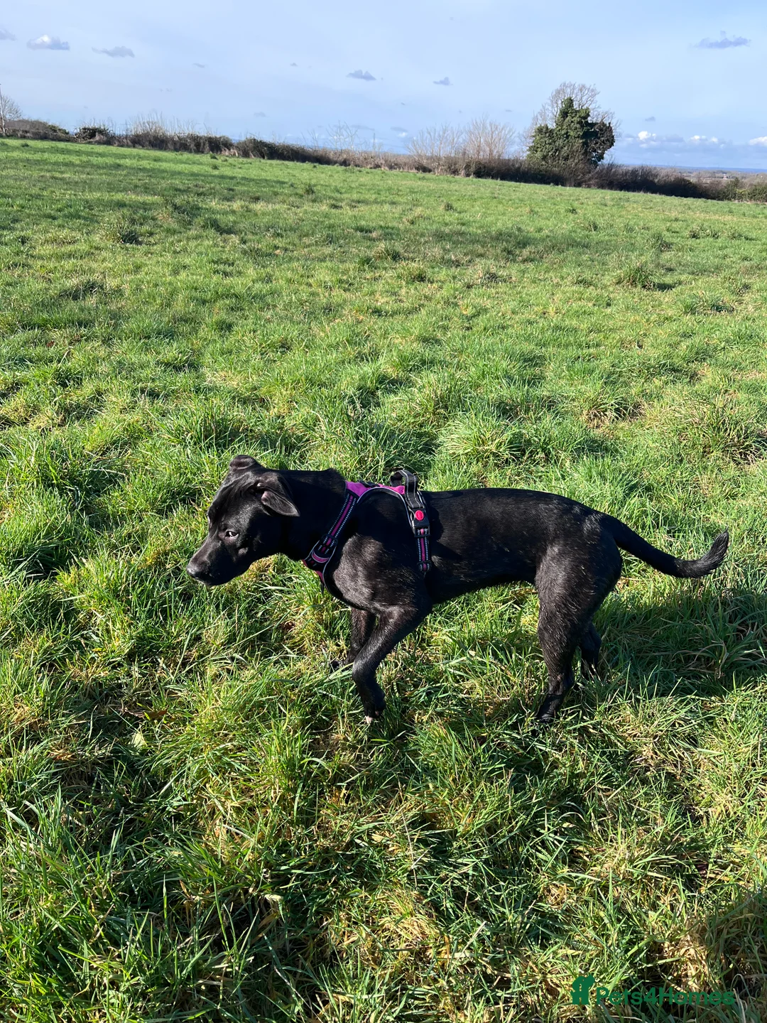 Mixed Breed dogs for sale: 9 months old Kali - Advert 3