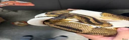 Python Snake reptiles for sale: Pied Python and vivarium in Waterlooville - Advert 1