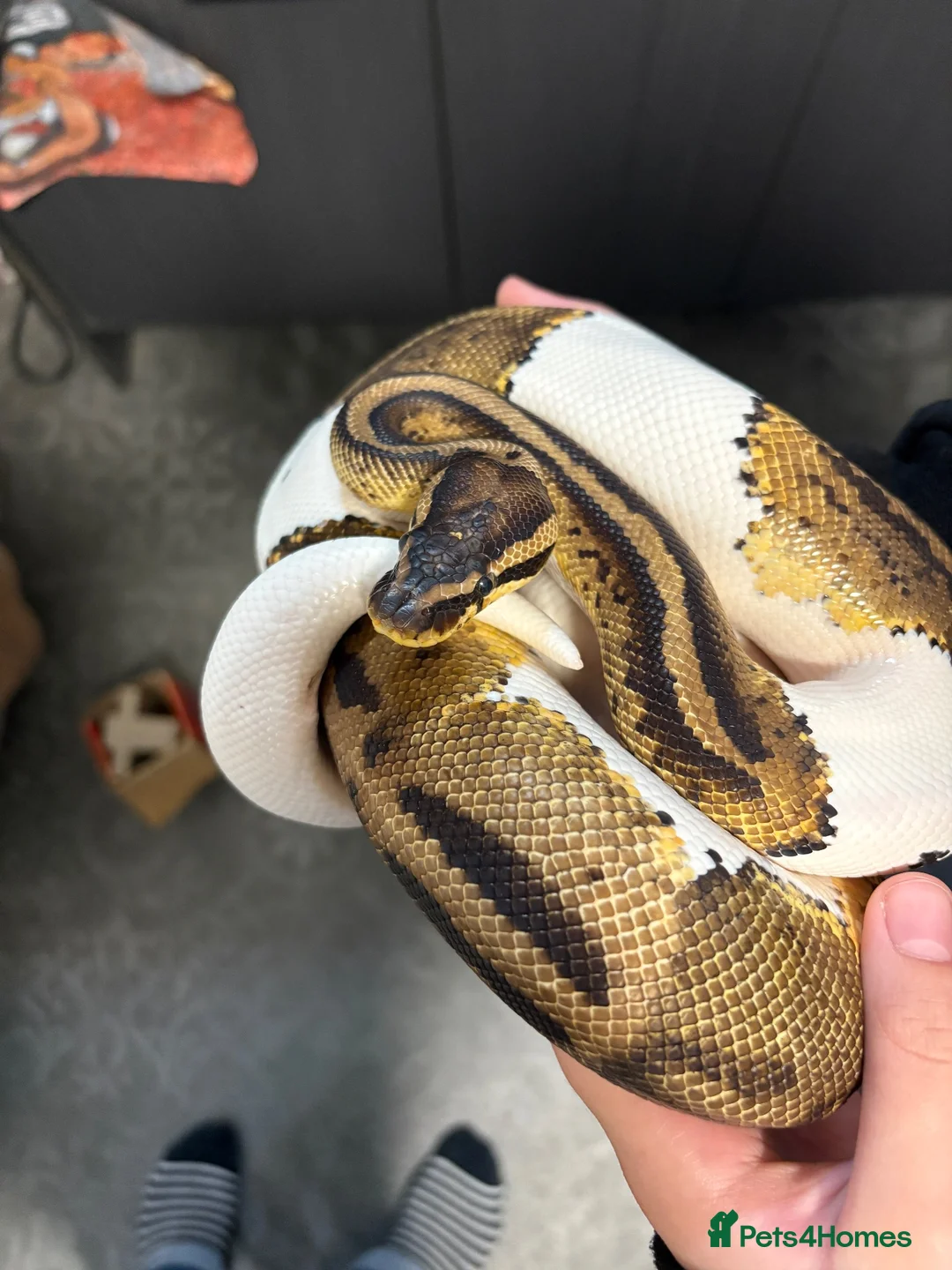 Python Snake reptiles for sale: Pied Python and vivarium in Waterlooville - Advert 1