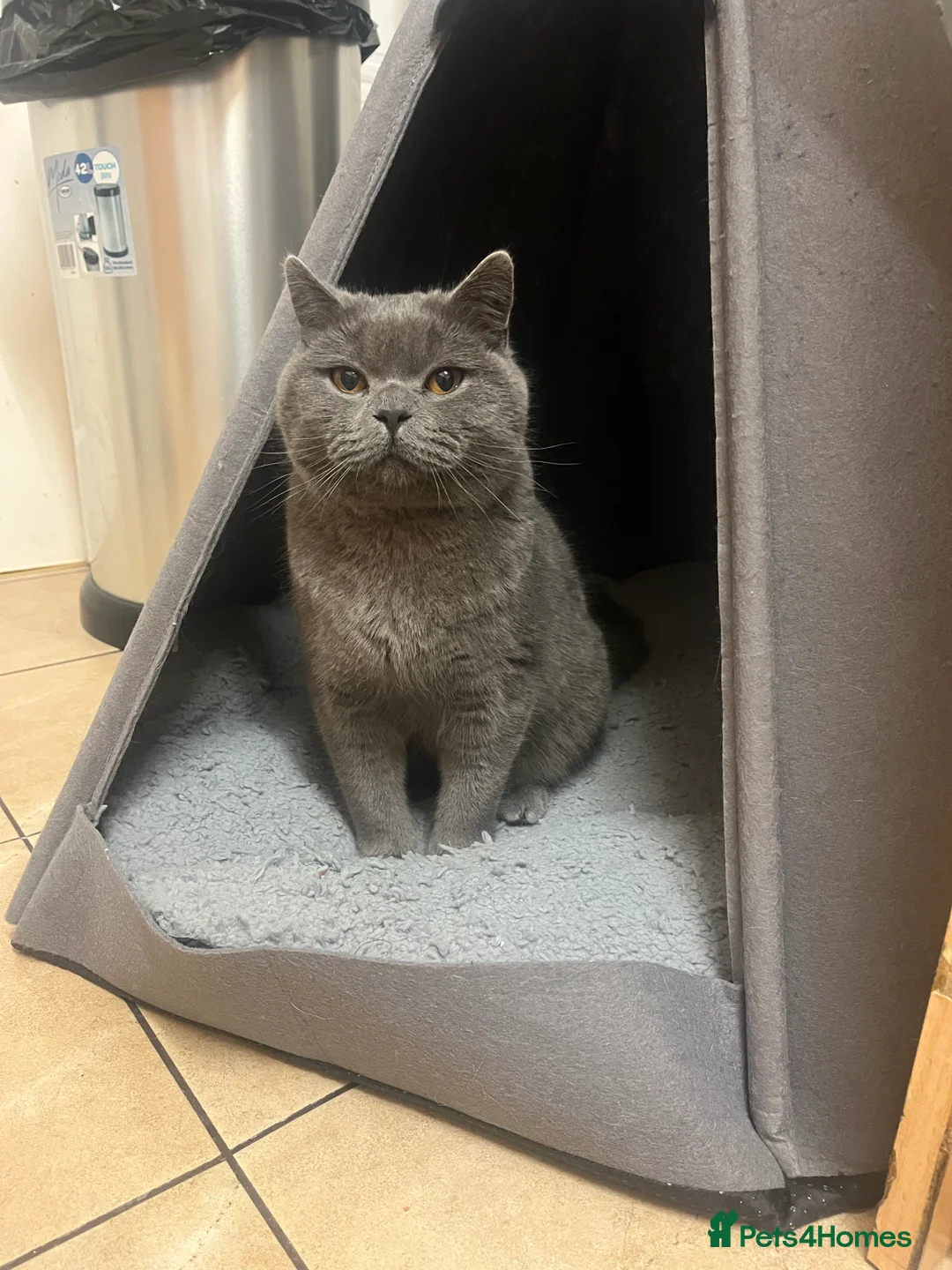 British Shorthair cats for sale: British shorthair blue  - Advert 4
