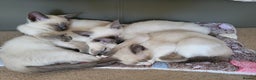 Snowshoe cats for sale: Rare Pedigree TICA Snowshoe Kittens -ONLY ONE LEFT - Advert 12