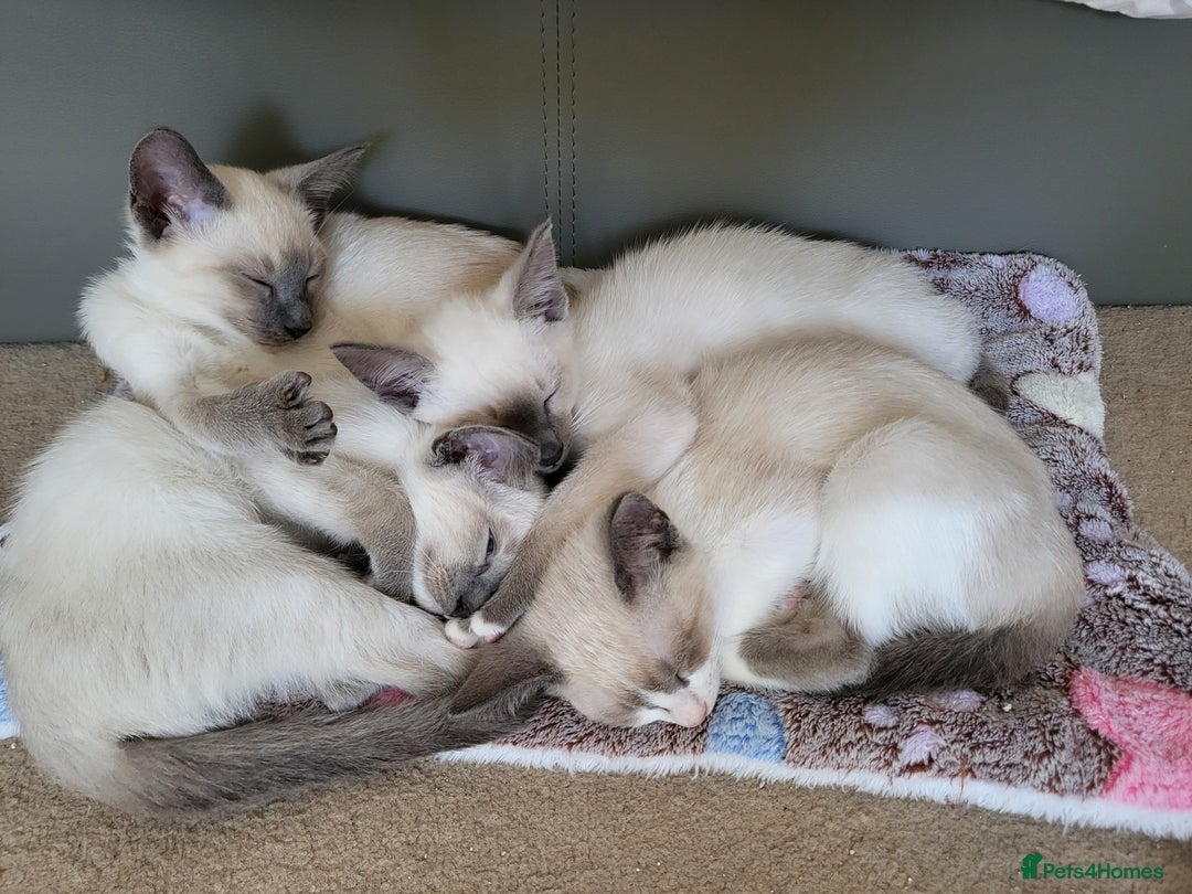 Snowshoe cats for sale: Rare Pedigree TICA Snowshoe Kittens -ONLY ONE LEFT - Advert 12