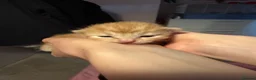 Mixed Breed cats for sale: Ginger boy kitten - Advert 3