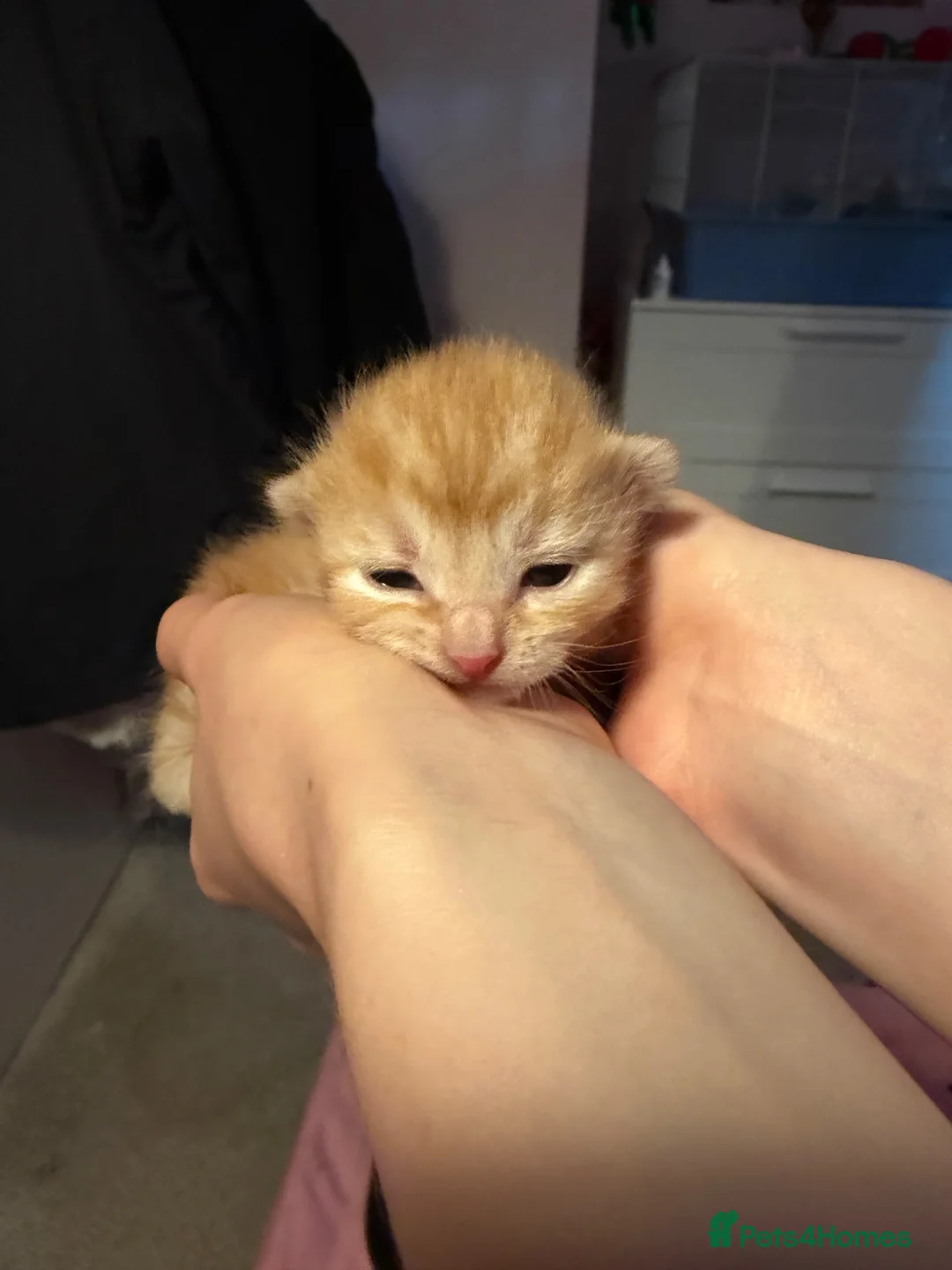 Mixed Breed cats for sale: Ginger boy kitten - Advert 3