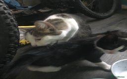 Domestic Shorthair cats for sale: 5 male kittens ready to leave now  - Image 10