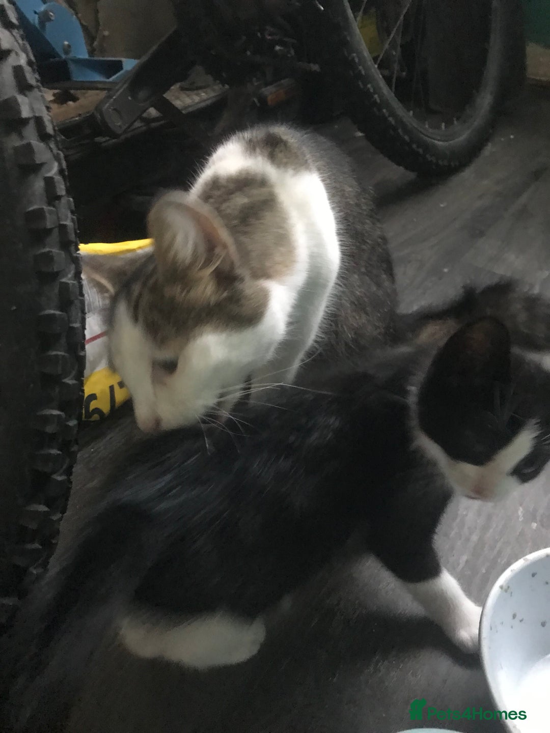 Domestic Shorthair cats for sale: 5 male kittens ready to leave now  - Image 10
