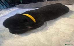 Mixed Breed dogs for sale: 8 beautiful pups, looking for forever home🐾 - Image 3