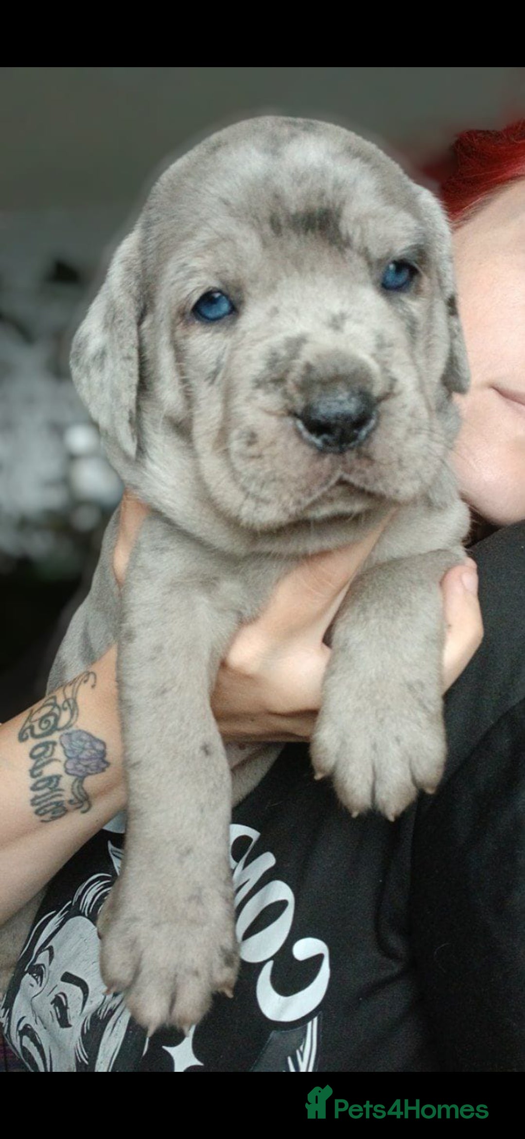 Mixed Breed dogs for sale: Beautiful Molesser Mastiff pups - Image 6