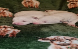 Siberian Husky dogs for sale: Outstanding Siberian husky puppies  - Advert 7