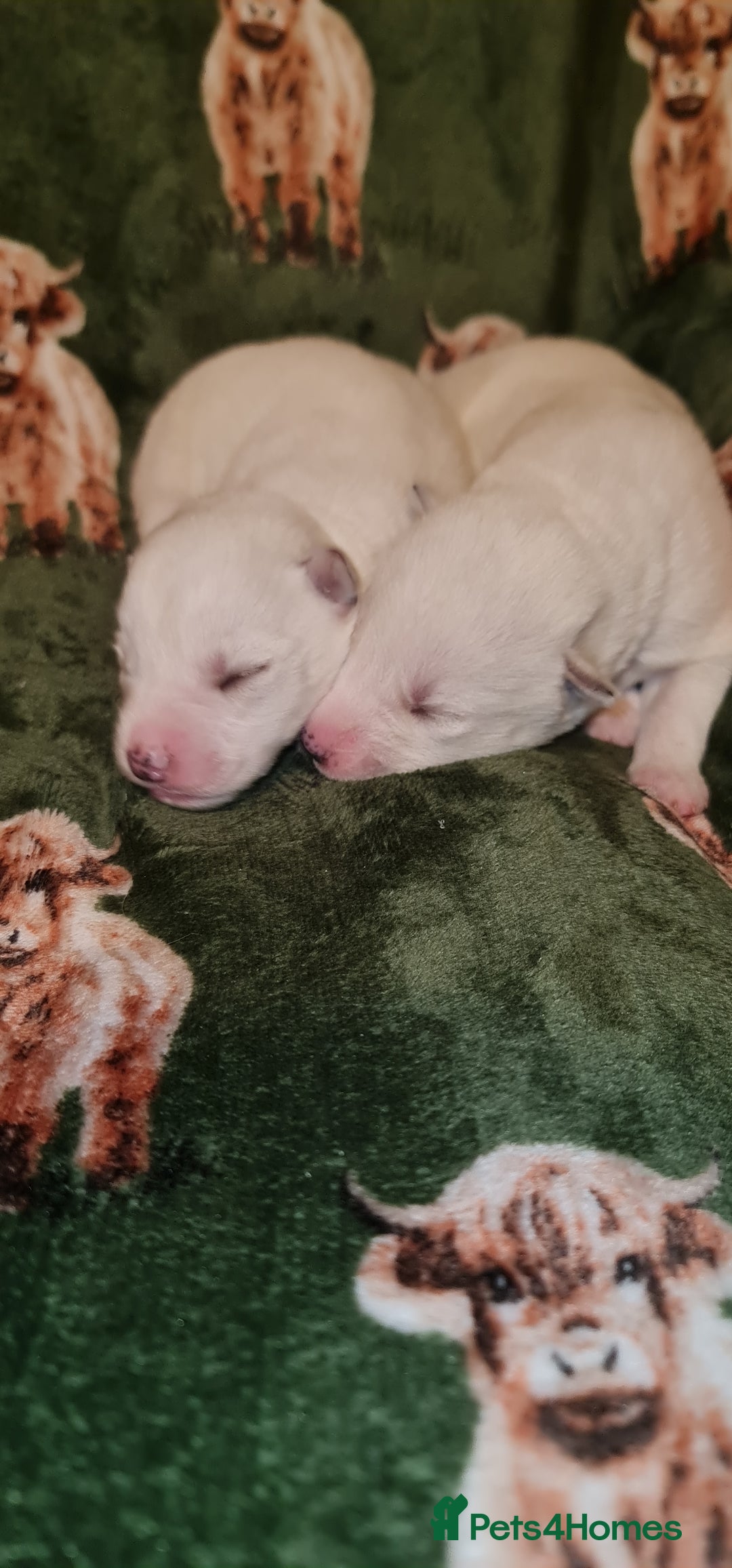 Siberian Husky dogs for sale: Outstanding Siberian husky puppies  - Advert 7