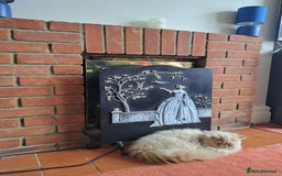 Persian cats for stud: Gccf brother's for stud!!  - Image 5