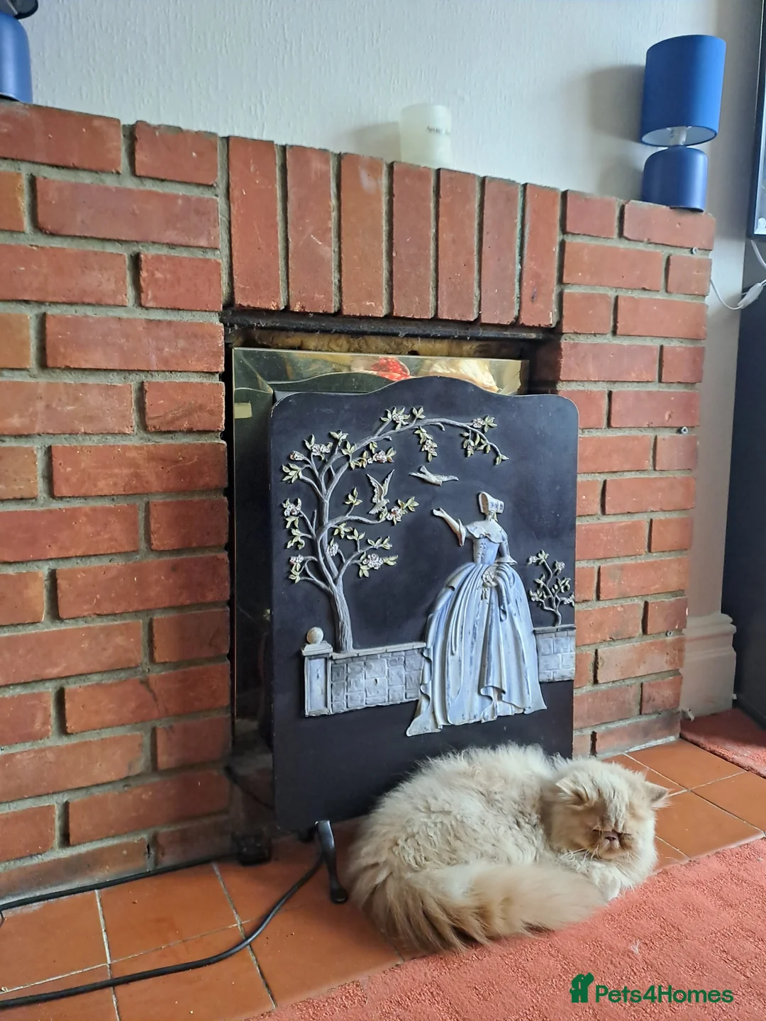 Persian cats for stud: GCCF brother's for stud!!  - Advert 5