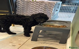 Labradoodle dogs for sale: Price reduced ready now Toy mini labradoodle f2bb  - Image 17