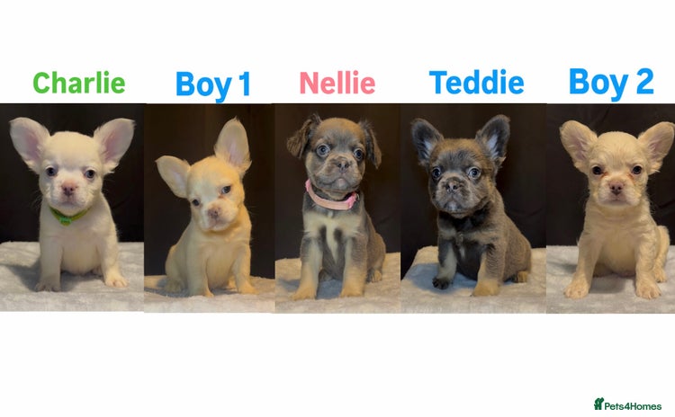 French Bulldog dogs - Advert 13