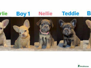 French Bulldog dogs - Advert 27