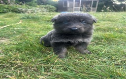 German Shepherd dogs for sale: German Shepherd Puppies  - Image 1