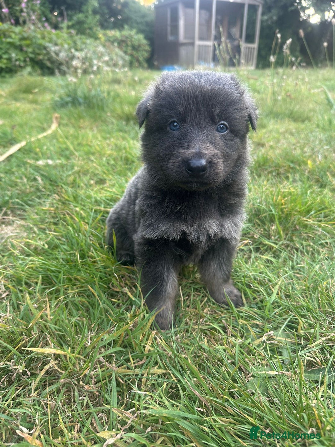 German Shepherd dogs for sale: German Shepherd Puppies  - Image 1