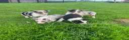 Border Collie dogs for sale: 7 beautiful border collies  - Advert 2