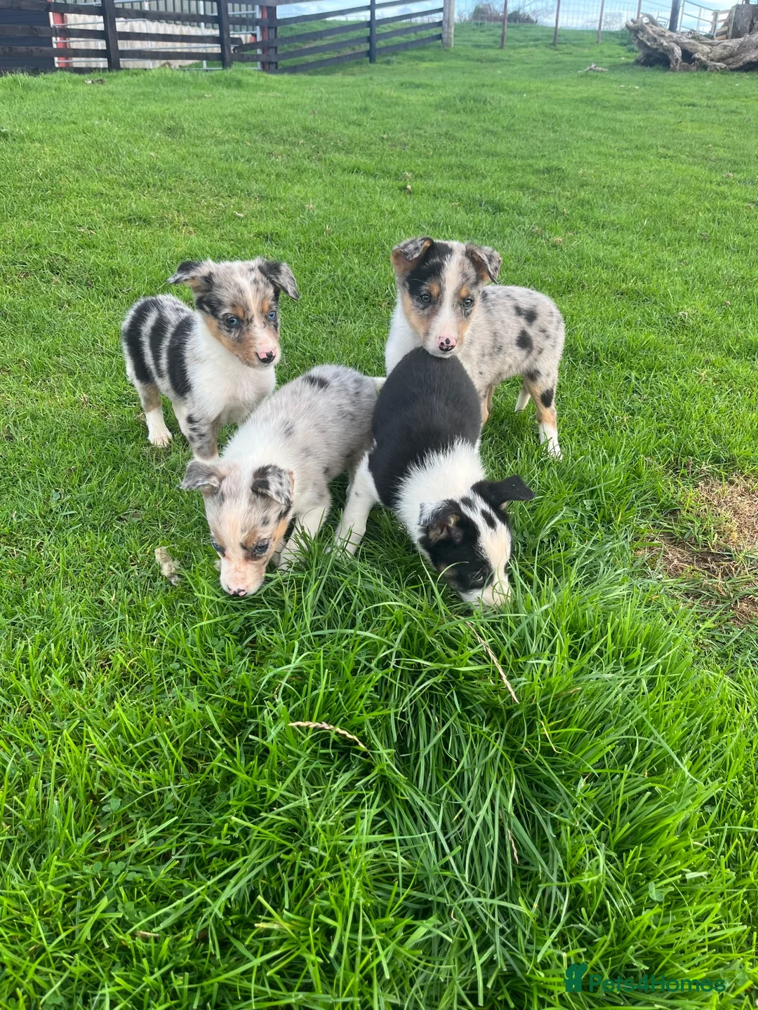 Border Collie dogs for sale: 7 beautiful border collies  - Advert 2