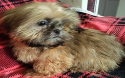 Shih Tzu dogs for sale: Half Imperial Shihtzu Pups (Karashishi Lines)  - Image 6
