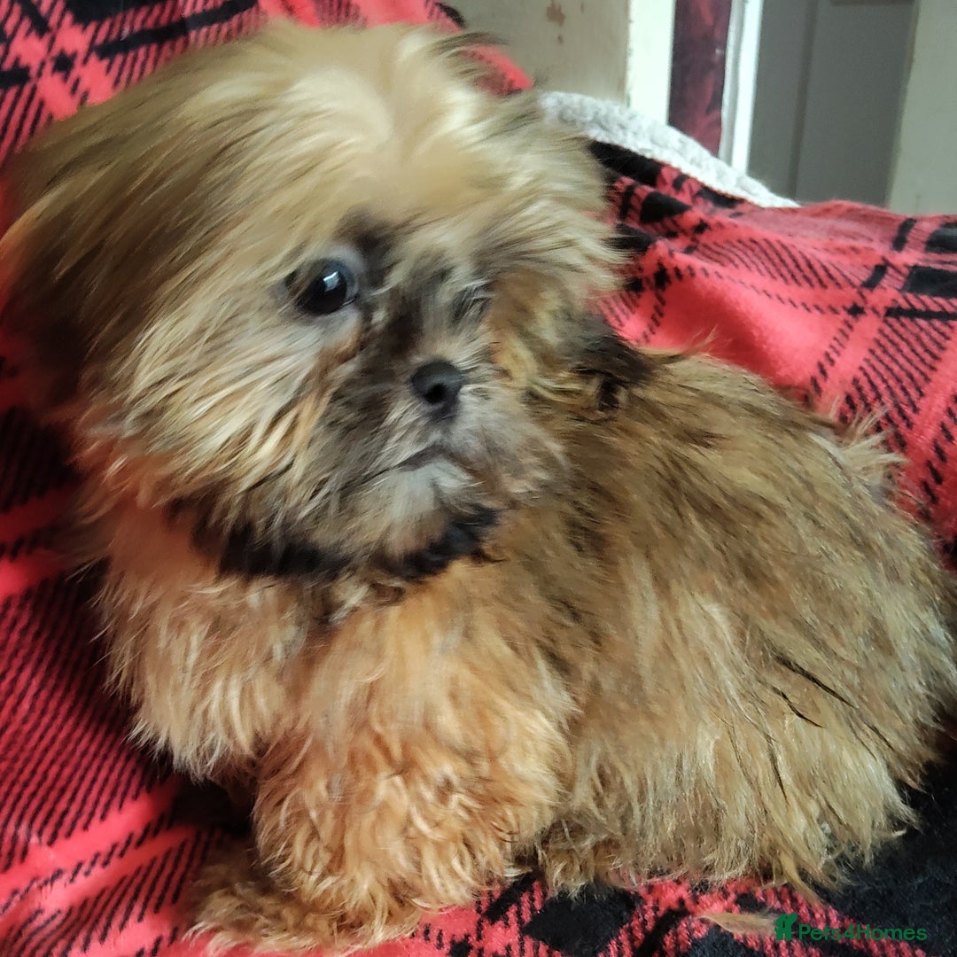 Shih Tzu dogs for sale: Half Imperial Shihtzu Pups (Karashishi Lines)  - Image 6