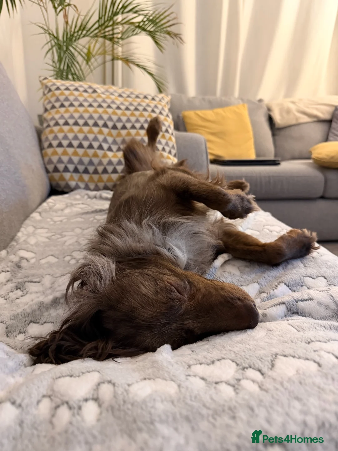 Cocker Spaniel dogs for sale: 2 year old Spaniel in Washington - Advert 5