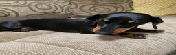 Miniature Dachshund dogs for stud: Miniature dachshund stud 18 champions in pedigree - Advert 21