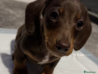 Miniature Dachshund dogs Miniature Dachshund Puppies - 1 left - Advert 5