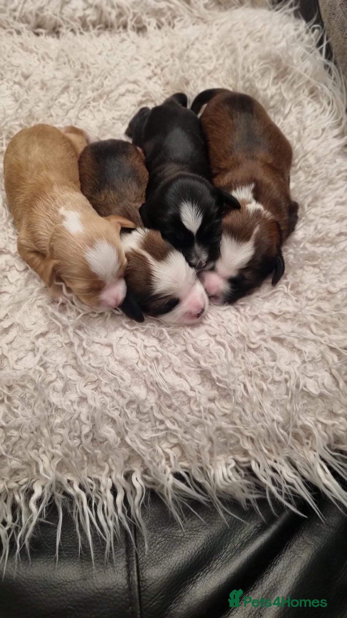 Tibetan Terrier dogs Stunning Tibetan Terrier Puppies  - Advert 3