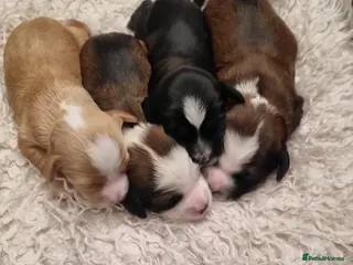 Tibetan Terrier dogs Stunning Tibetan Terrier Puppies - Advert 3